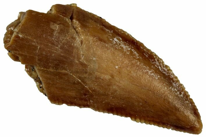 Serrated Raptor Tooth - Real Dinosaur Tooth #300908